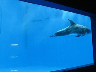 högkvalitativt stort akryl akvarium / pool fönster undervattens tjocka fönsterark