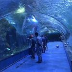 Anpassat plexiglas akryl tunnel akvarium
